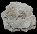 Unusual Devonian Phyllocarid (Echinocaris) - Ohio #44383-1